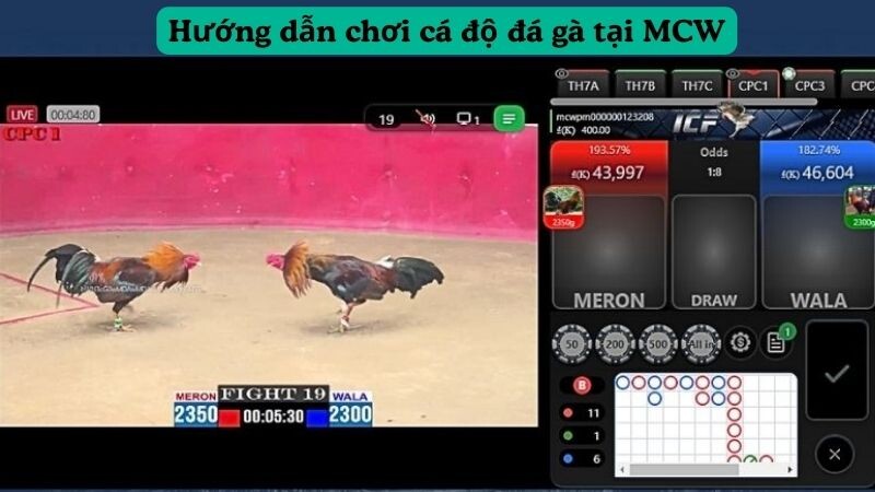 Hướng dẫn chơi cá độ đá gà tại MCW