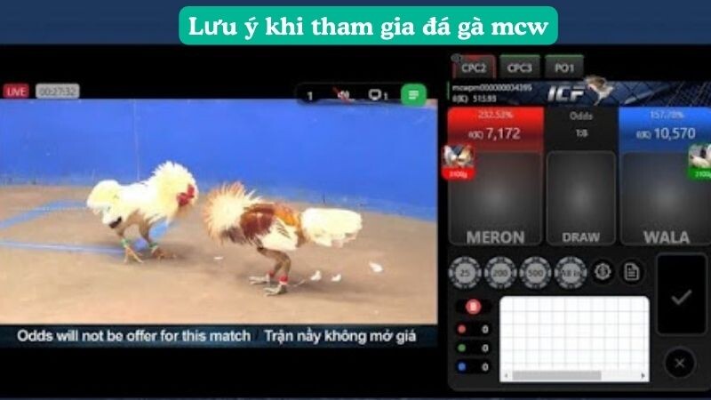 Lưu ý khi tham gia đá gà mcw